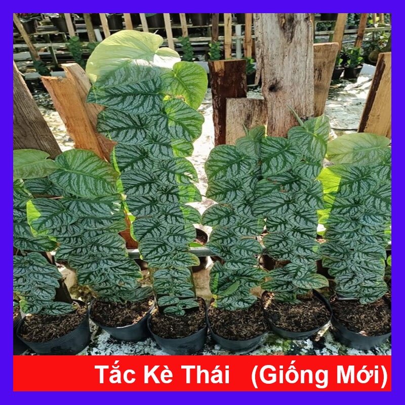 Cây tắc kè thái - cây leo tường