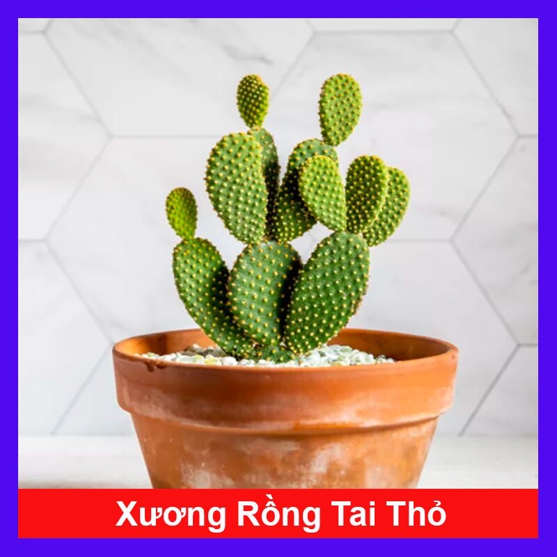 Xương Rồng Thỏ - cây cảnh mini