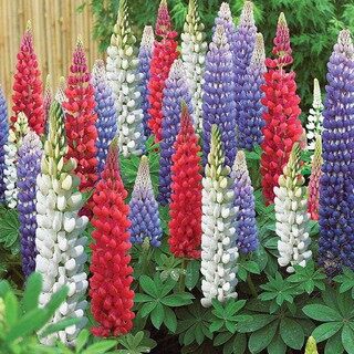Hạt giống hoa đậu lupin mix 20 hạt