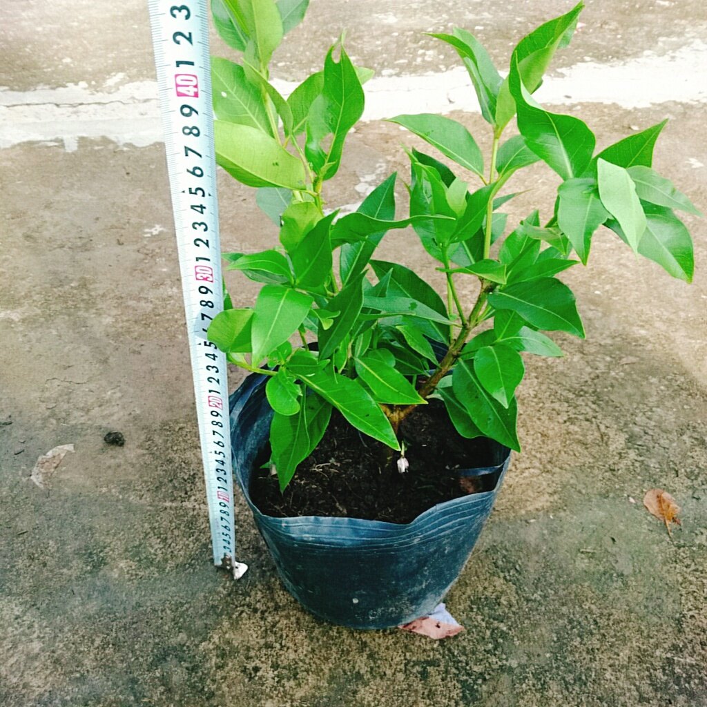 Cây vối nếp - 10 công dụng thần kỳ