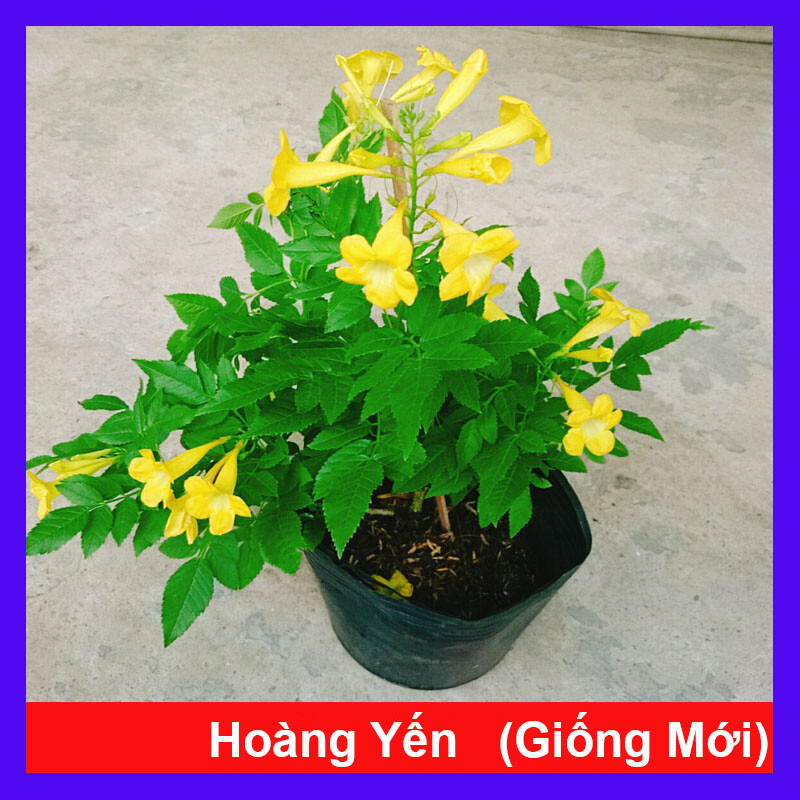 Cây Hoàng Yến (Giống Mới) - cây cảnh sân vườn
