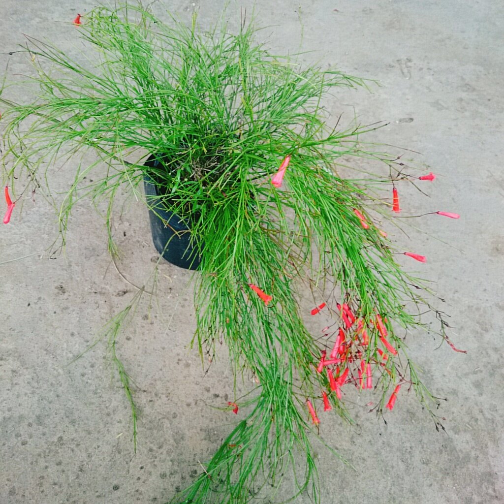 Cây Liễu Tường Hoa Đỏ - cây cảnh để bàn