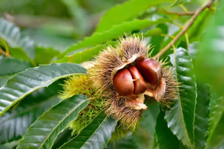 Pokok Hidup Berangan Thailand Hybrb Live Plant Lazada Pokok Hidup Berangan Thailand Hybrb