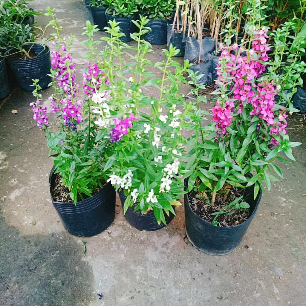 Cây Hoa Phi Yến - cây cảnh đẹp