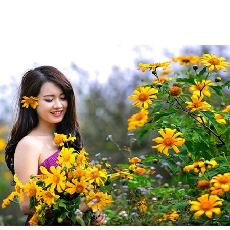 50 Hạt Giống Hoa Dã Quỳ Siêu Hoa F1
