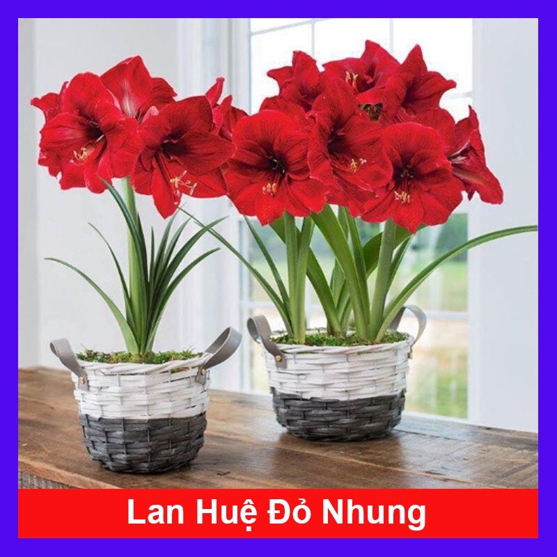 Củ hoa lan huệ - cây cảnh để bàn - ra hoa sau 1 tháng