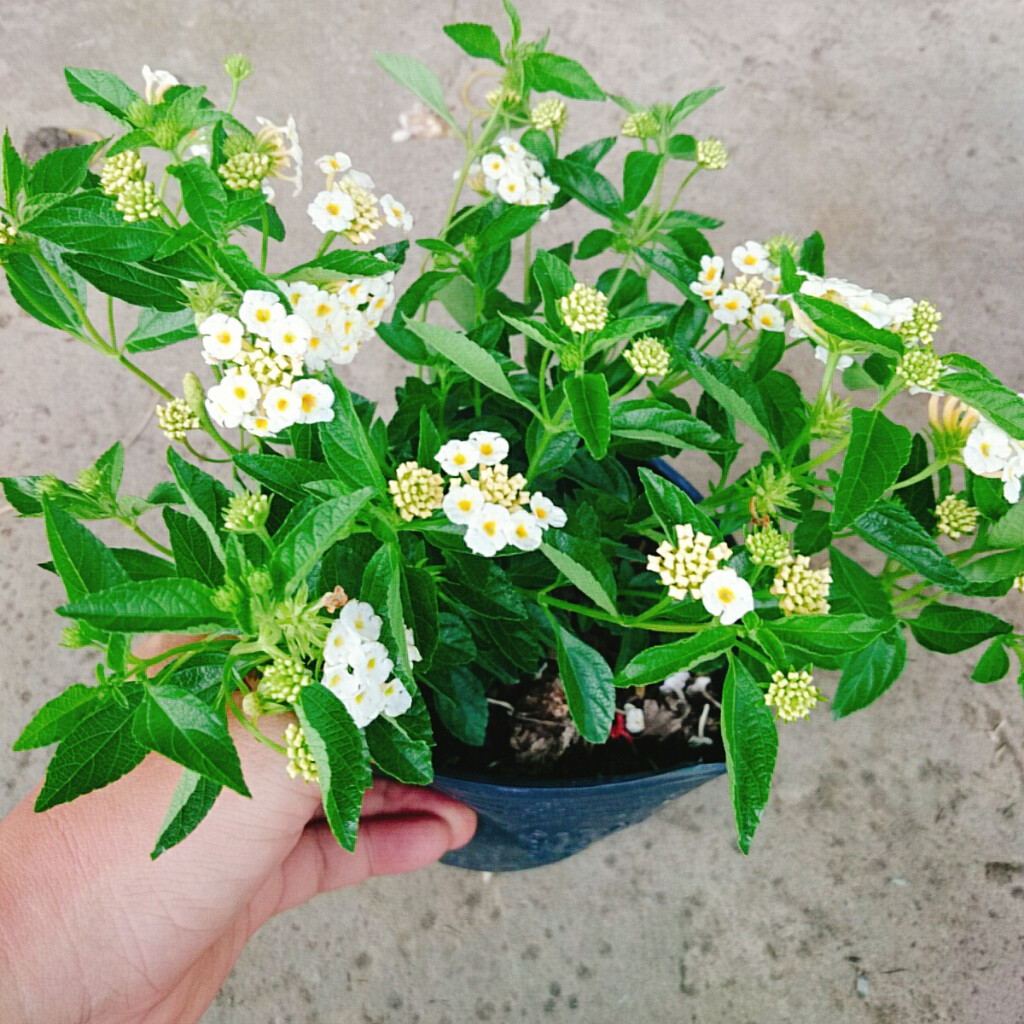 Hoa Ngũ Sắc (Trắng) - Hoa Trâm Ổi Trắng