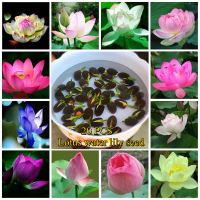 [Fast Germination] Ready Stock In Singapore 20 Pcs Lotus Water Lily Seeds Bowl Lotus Seeds for Planting Hydroponic Aquatic Plants Pot Rare Live Plants Indoor Plant Vegetable Bonsai Lotus Flower Seeds Rare Lotus Plants for Sale Easy To Grow In Singapore