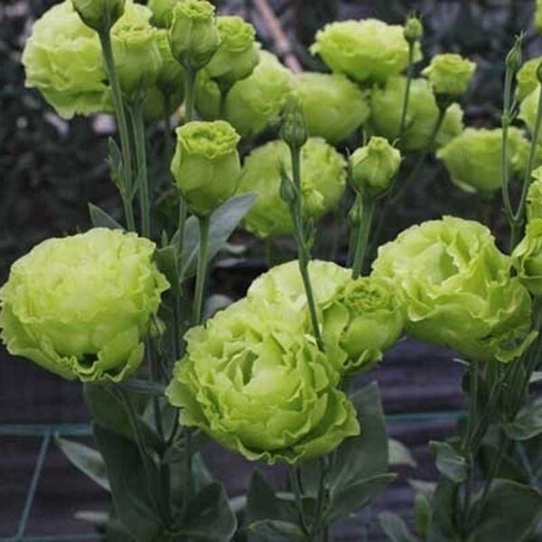 Philippines Ready Stock 300PCS Eustoma Lisianthus Flower Eustoma