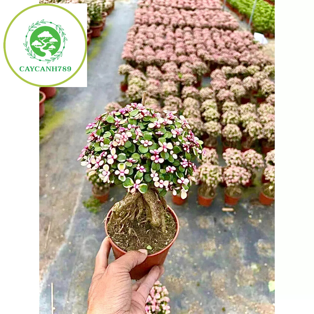 Cây sen đá đô la bonsai - cây kim chi