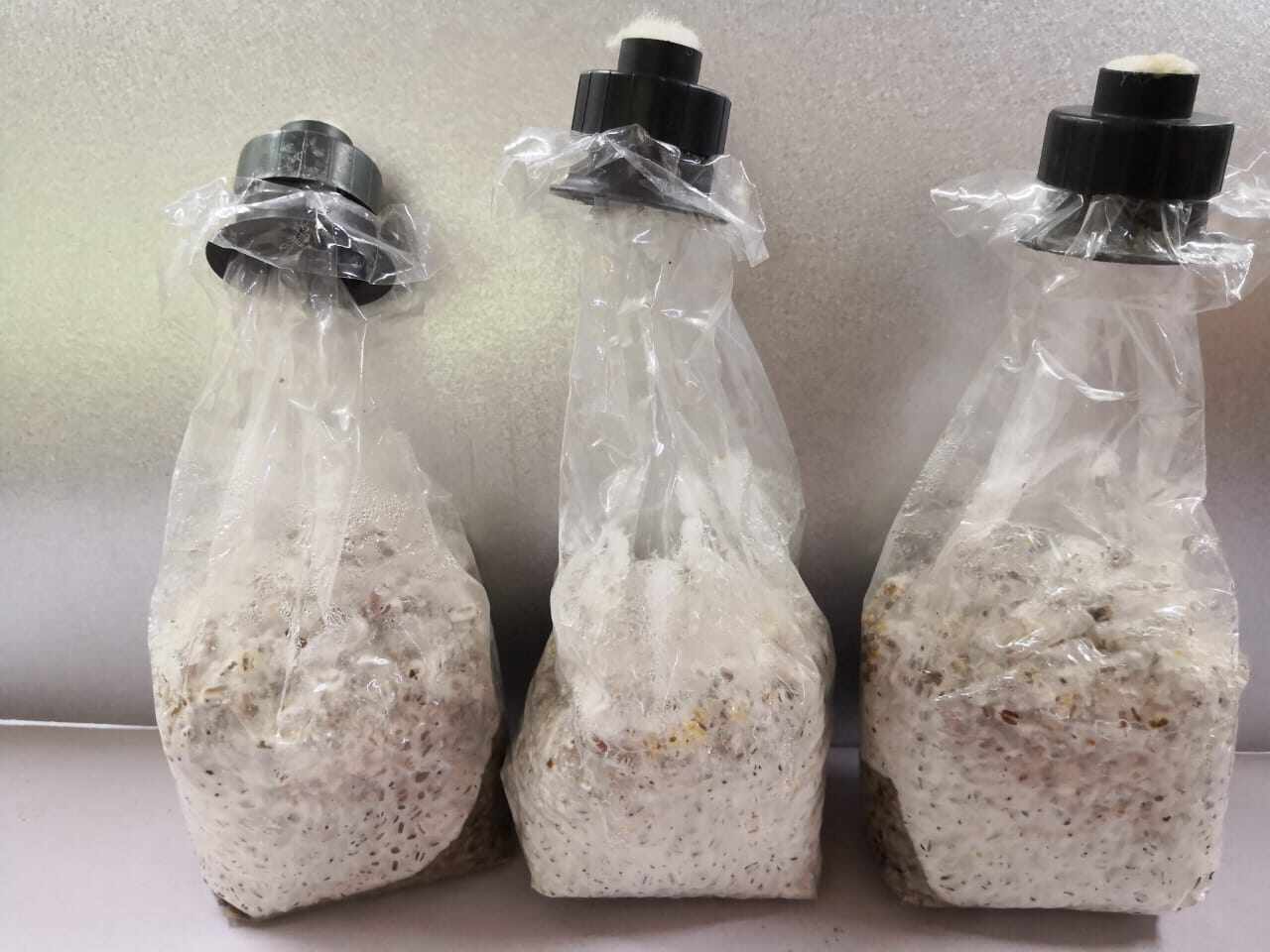 Beli benih cendawan tiram Pada Harga Terendah Lazada.com.my