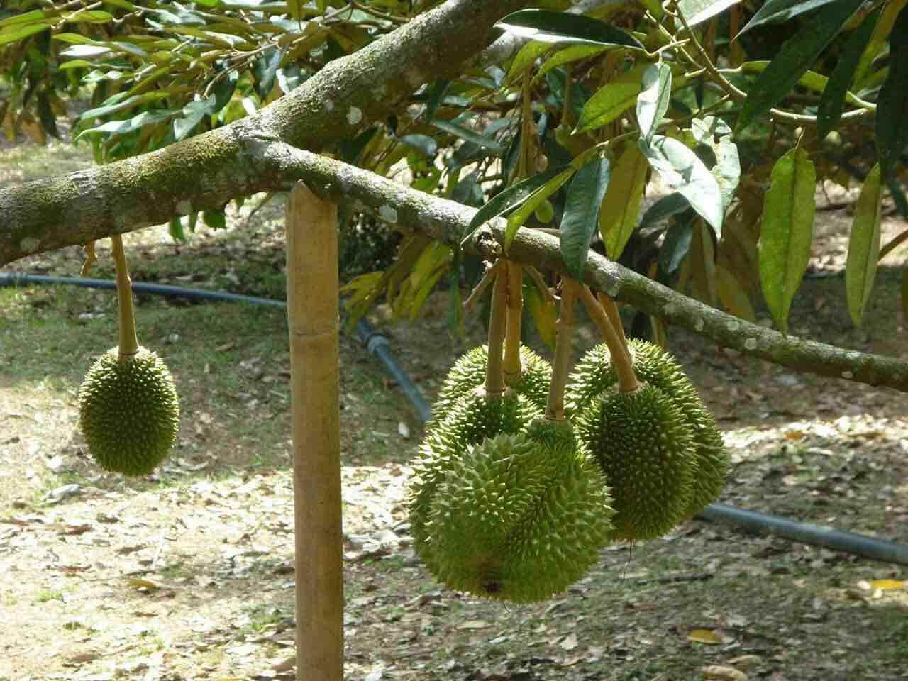 Baja Pokok Durian 5kg Fertilizer For Durian Plant ( SUBUR AKAR BUAH ...