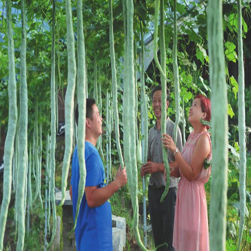 4pcs Chinese Snake Melon Rare Organic Vegetable Python Snake Bean for Garden Use