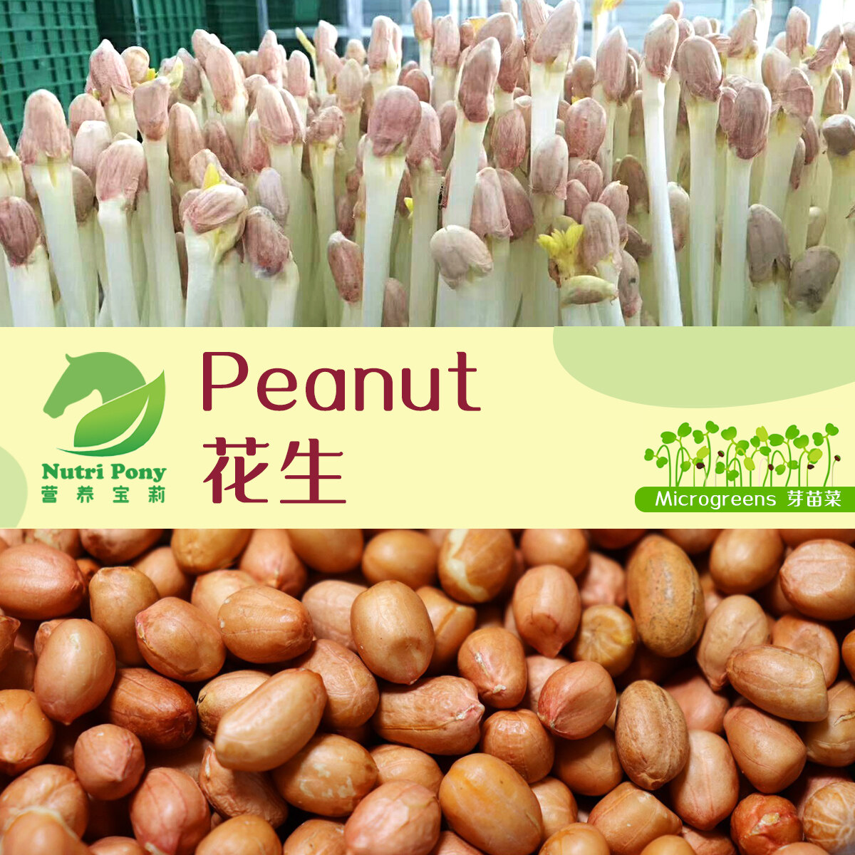 1KG Peanut Sprouts Microgreens Seeds NonGMO 花生芽苗菜种子 Biji Benih Kacang