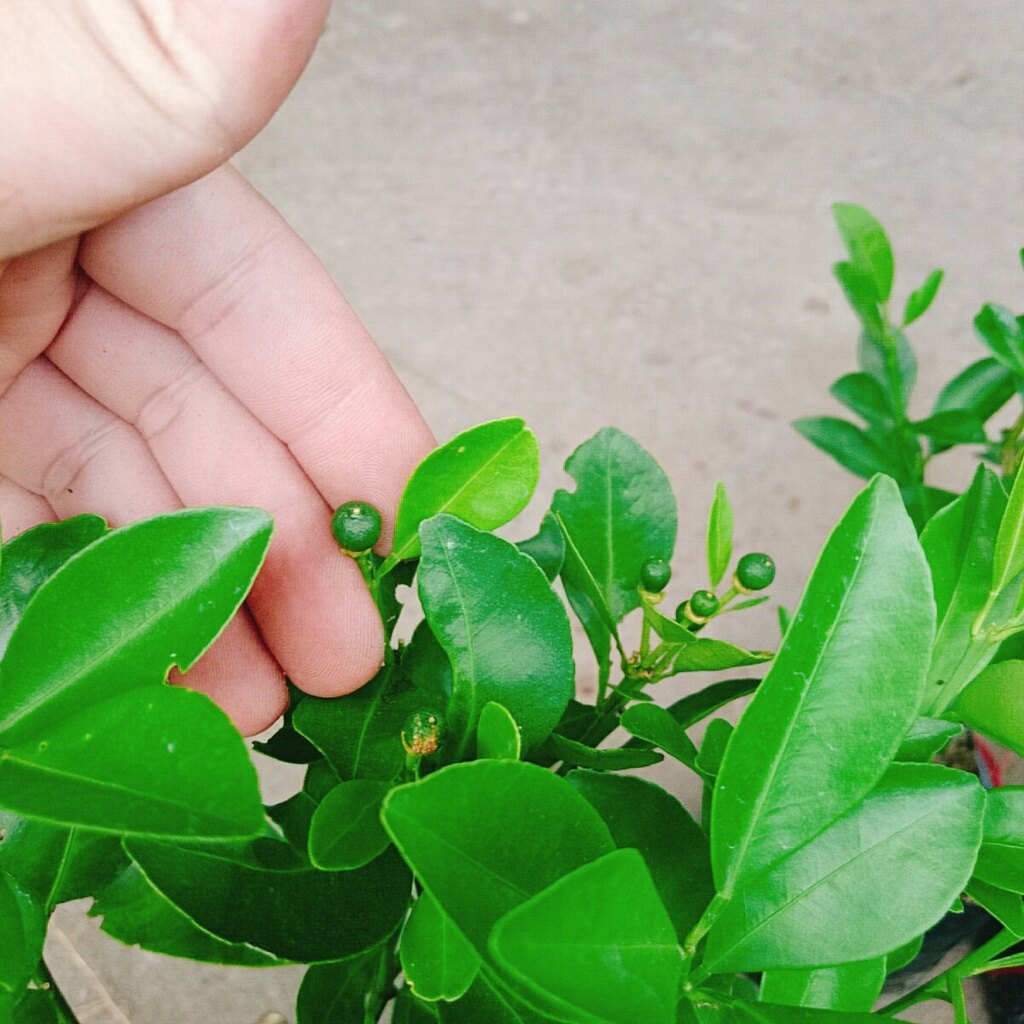 Cây tắc chua ( cây quất, cây hạnh ) - cây đang cho trái