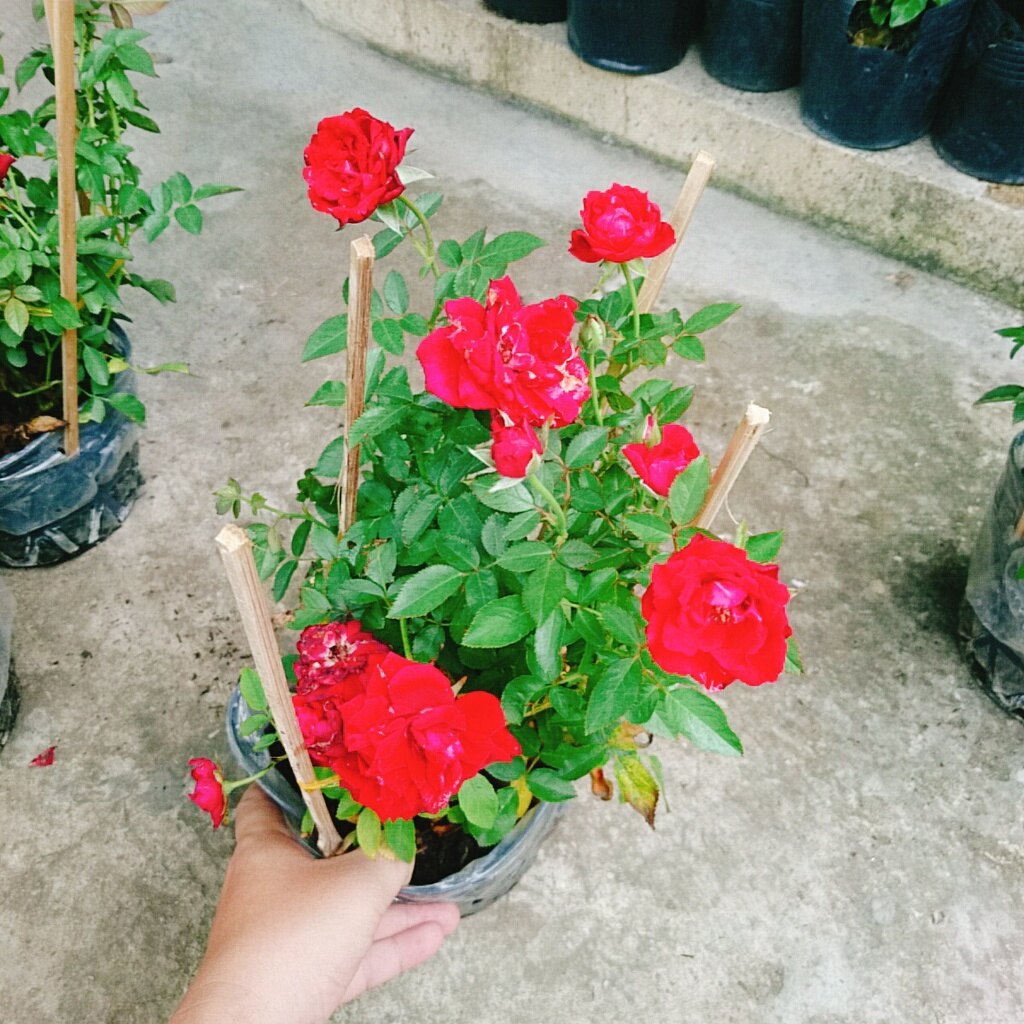 Hoa Hồng Tỉ Muội (Siêu Hoa) - cây cảnh để bàn