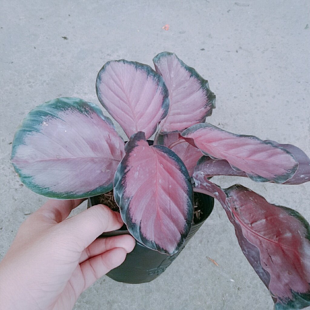 Cây Đuôi Công Hồng - cây cảnh để bàn