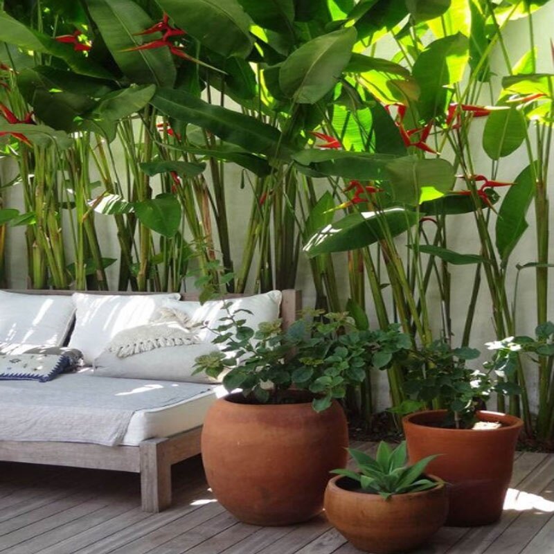 Cây Chuối Mỏ Phượng - cây cảnh trong nhà