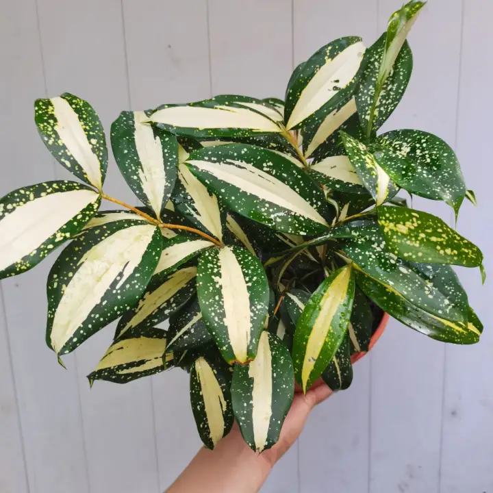 Sov Draceana Surculosa Milky Way P170 Indoor Plant Pokok Hidup Real Live Plant Buluh Jepun Lazada