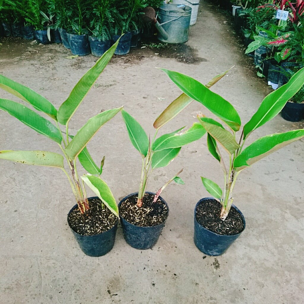 Cây Chuối Mỏ Phượng - cây cảnh trong nhà