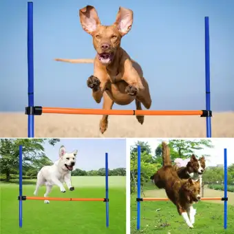dog agility equipment