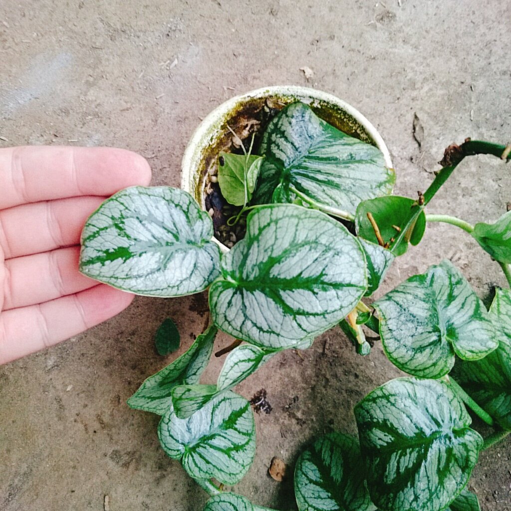Cây tắc kè thái (giống mới) - cây leo tường