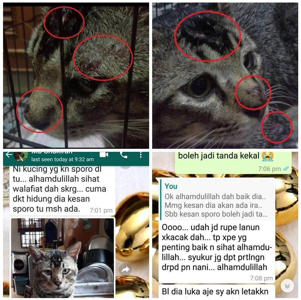 Sporo Kucing Pada Manusia