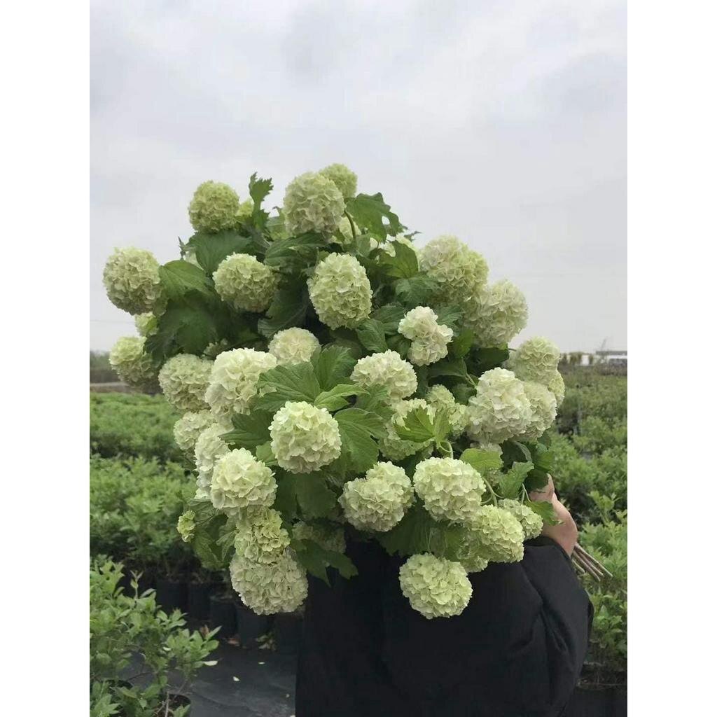 Cây giống cẩm tú cầu thân gỗ (ảnh thật số 2)