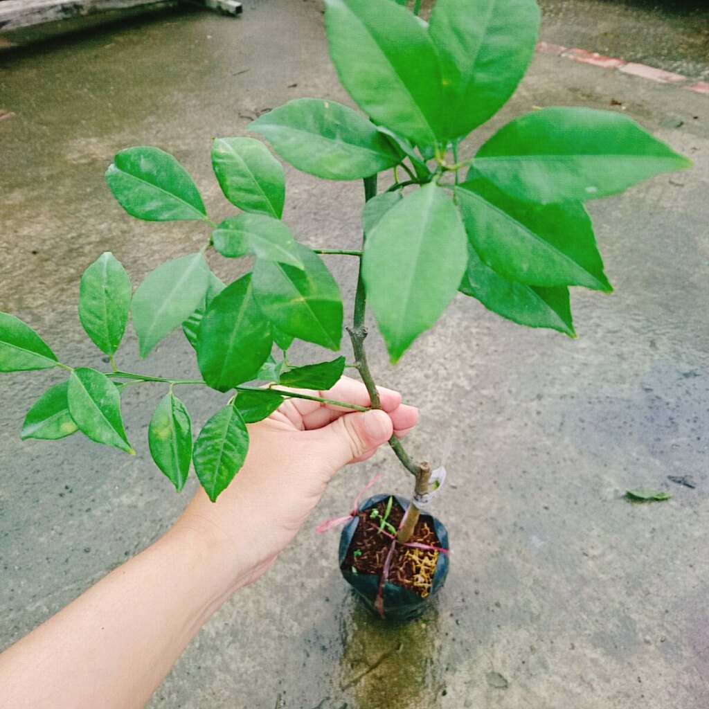 Cây Quýt Đường - cây ăn quả