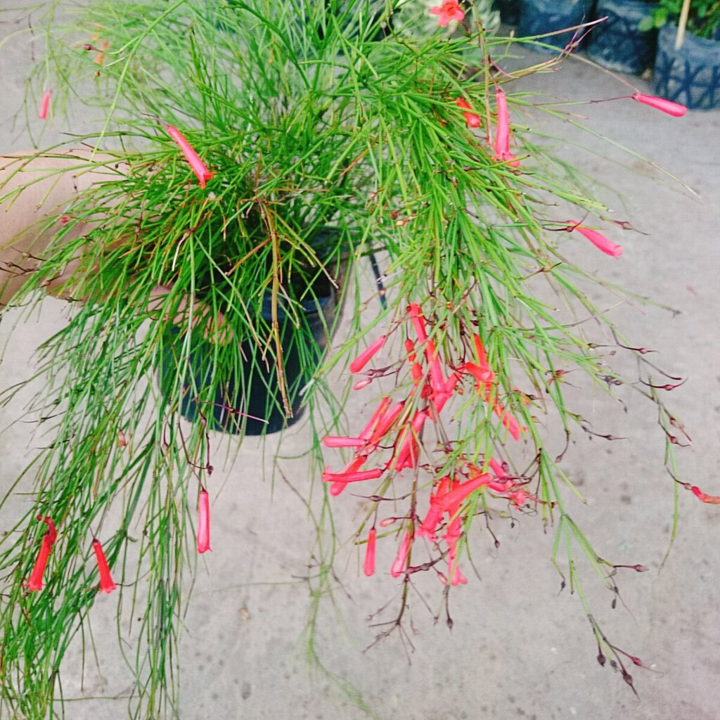Cây Liễu Tường Hoa Đỏ - cây cảnh để bàn