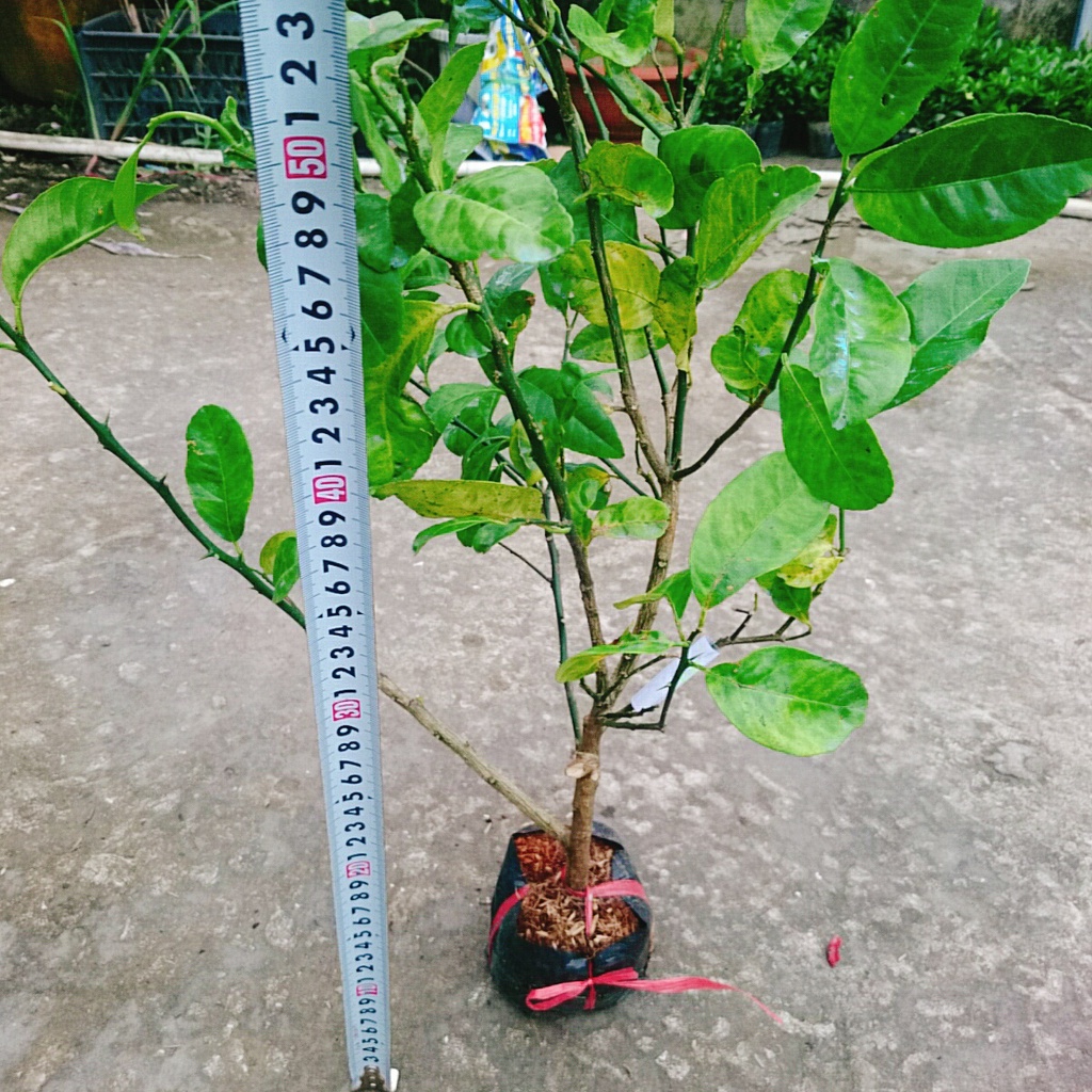 Cây chanh đào - rất thơm, mọng nước, ruột hồng