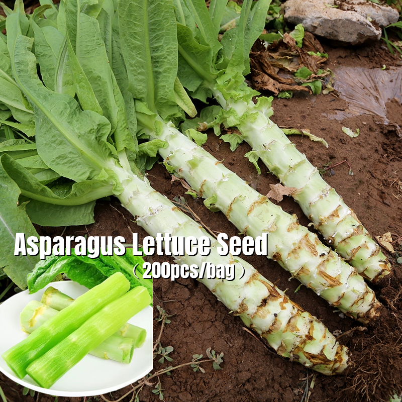 [Fast Growing] 200 Seeds Hybrid and Premium Asparagus Lettuce Seeds