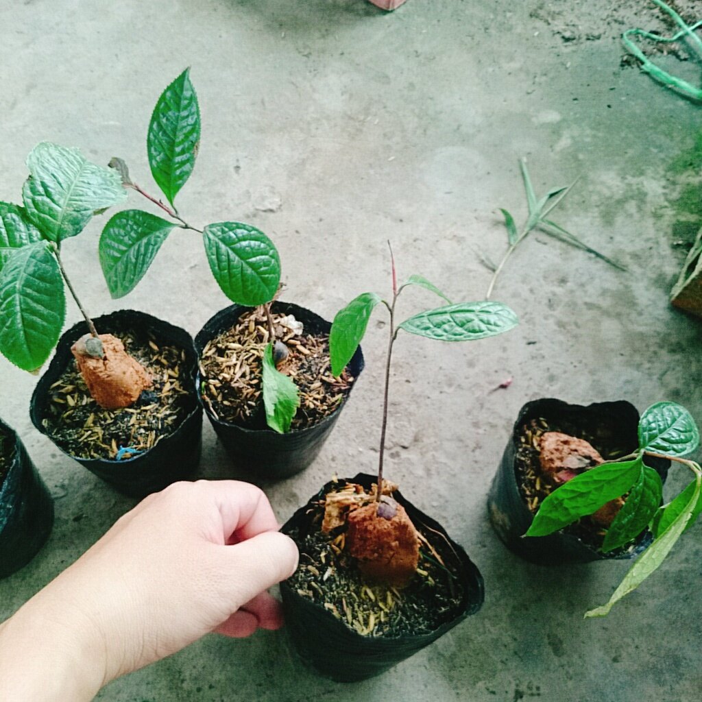 Cây trà hoa vàng - chè hoa vàng