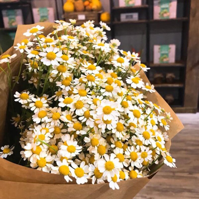 Ma119 gói 50 hạt giống cỏ thơm feverfew cúc tana trị đau nửa đầu