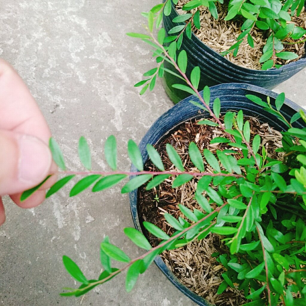 Cây Sơn Liễu Thái - cây cảnh sân vườn