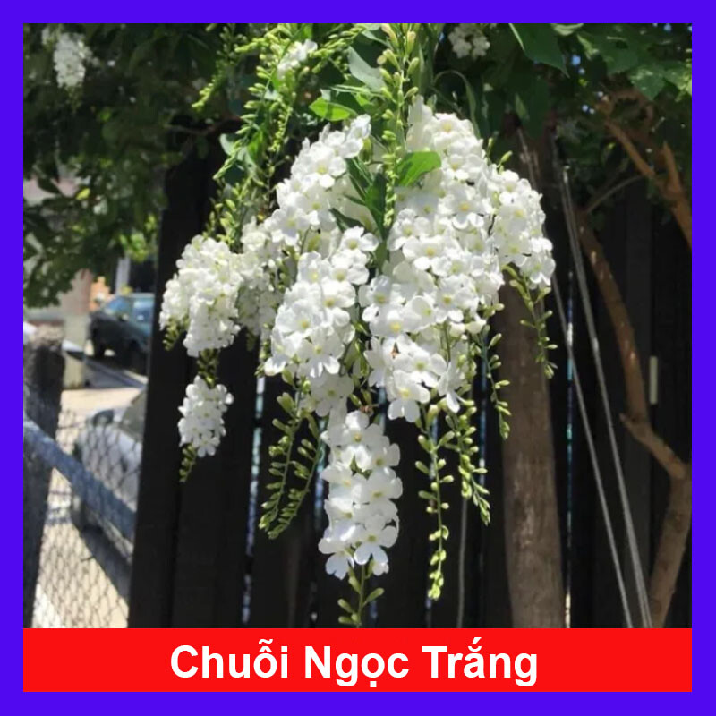 Cây Chuỗi Ngọc Trắng - chuỗi ngọc thái siêu bông