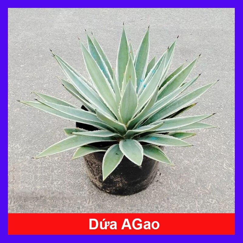 Cây Dứa Agao ( Dứa Nam Mỹ ) - cây cảnh đẹp