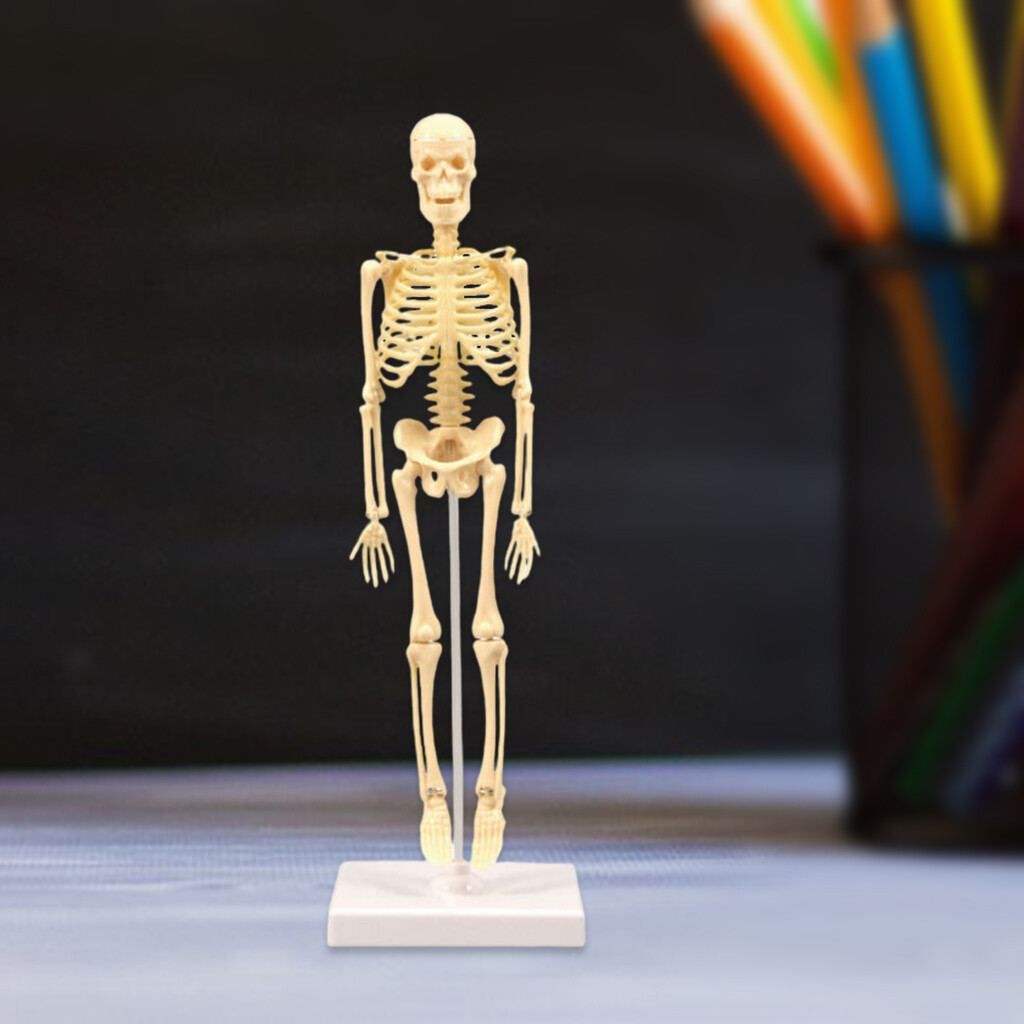 Pezhong Human Anatomical Anatomy Skeleton Model Education Display
