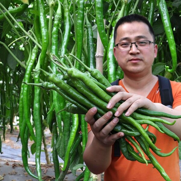 50pcs/bag of green long chili organic vegetable long chili growing home garden plant