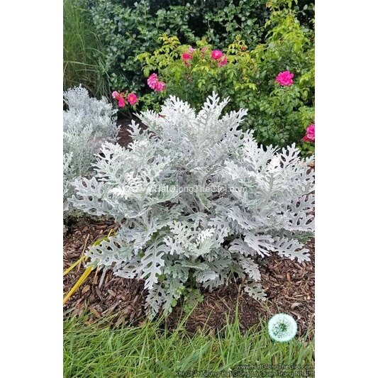 MA360 Hạt Giống Cúc Lá Bạc Cây Ren Bạc