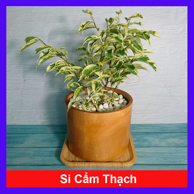 Cây Si Bonsai Cẩm Thạch - cây cảnh bonsai