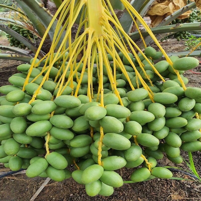 Cây Chà Là Trung Đông (Cây cao 30 - 40cm)