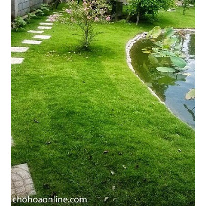 Cây cỏ nhật - Cỏ nhung nhật - cỏ lông heo (1 cuộn 0.5m2)