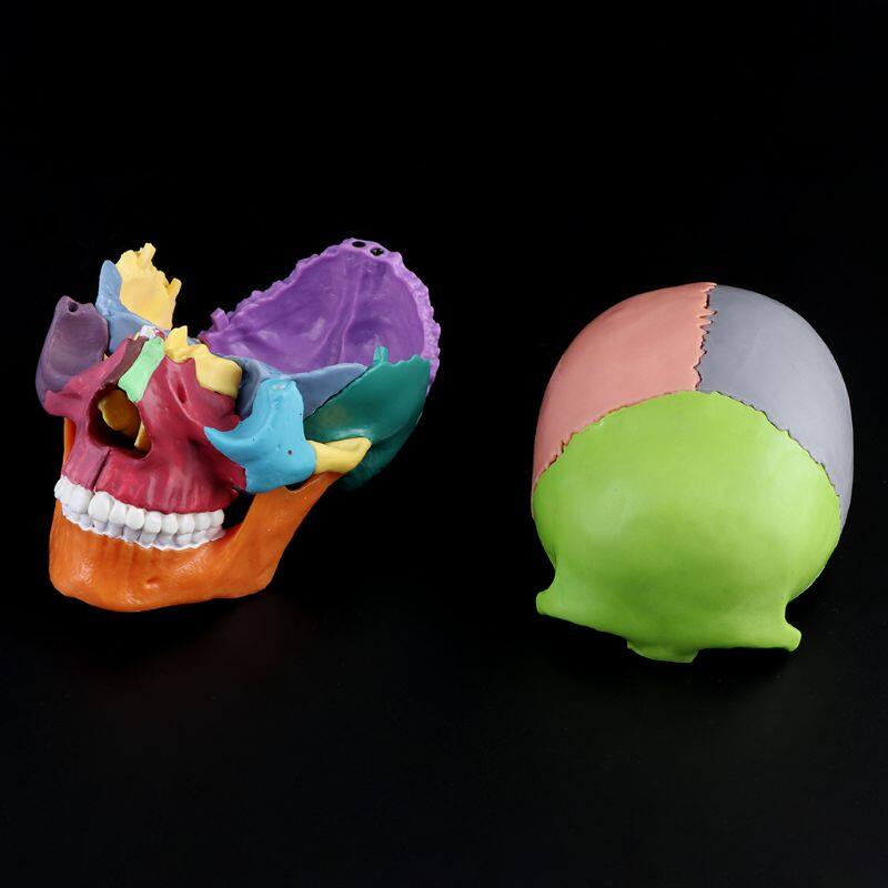15pcs/set 4D Disassembled Color Skull Anatomical Model Detachable Teaching Tool