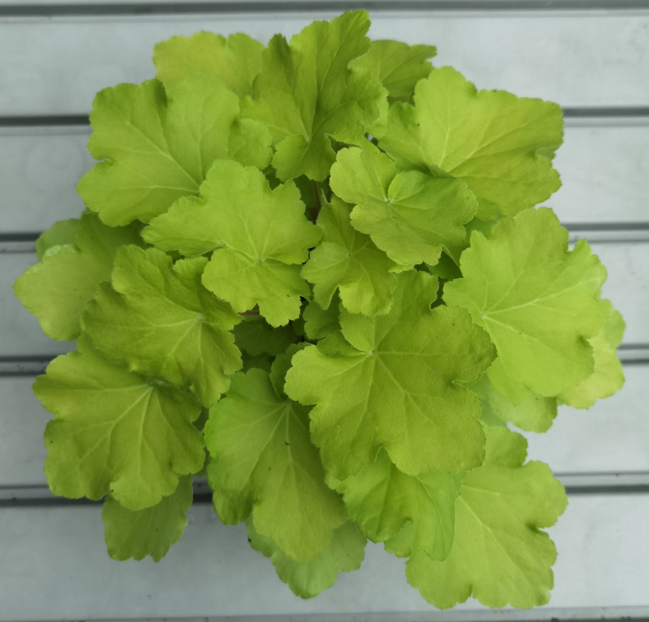 nms-heuchera-plant-10-5cm-pot-size-live-plant-fresh-plant-lazada