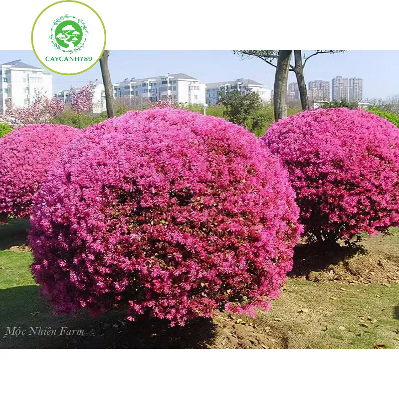 Cây Hồng phụng đường kính tán 60cm đang nụ và hoa .