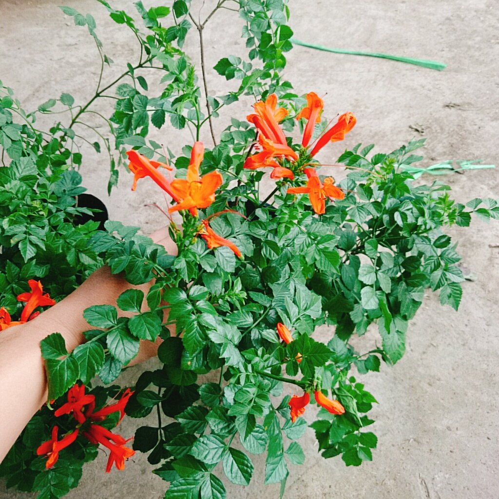 Cây rạng đông ( chùm ớt ) - cây cảnh đẹp mau phát triển