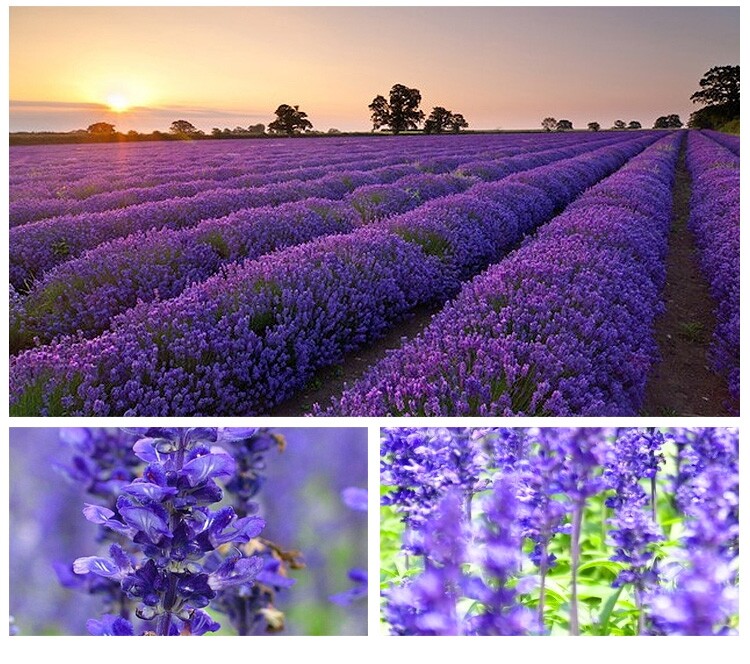 (Chinese Tea) Lavender Glass Bottle-50g