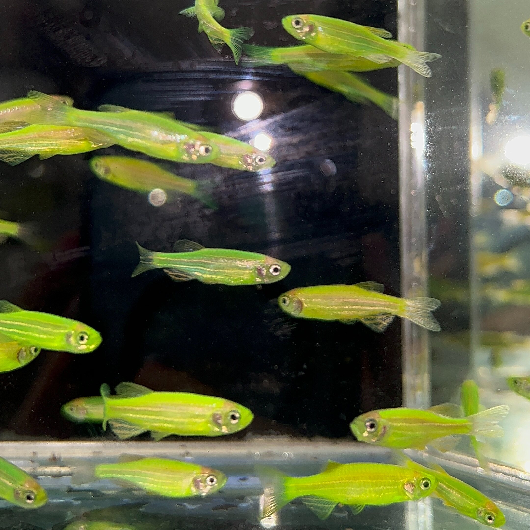 LIVE FISH | Electric Green Zebra Danio 绿色斑马鱼 | Lazada