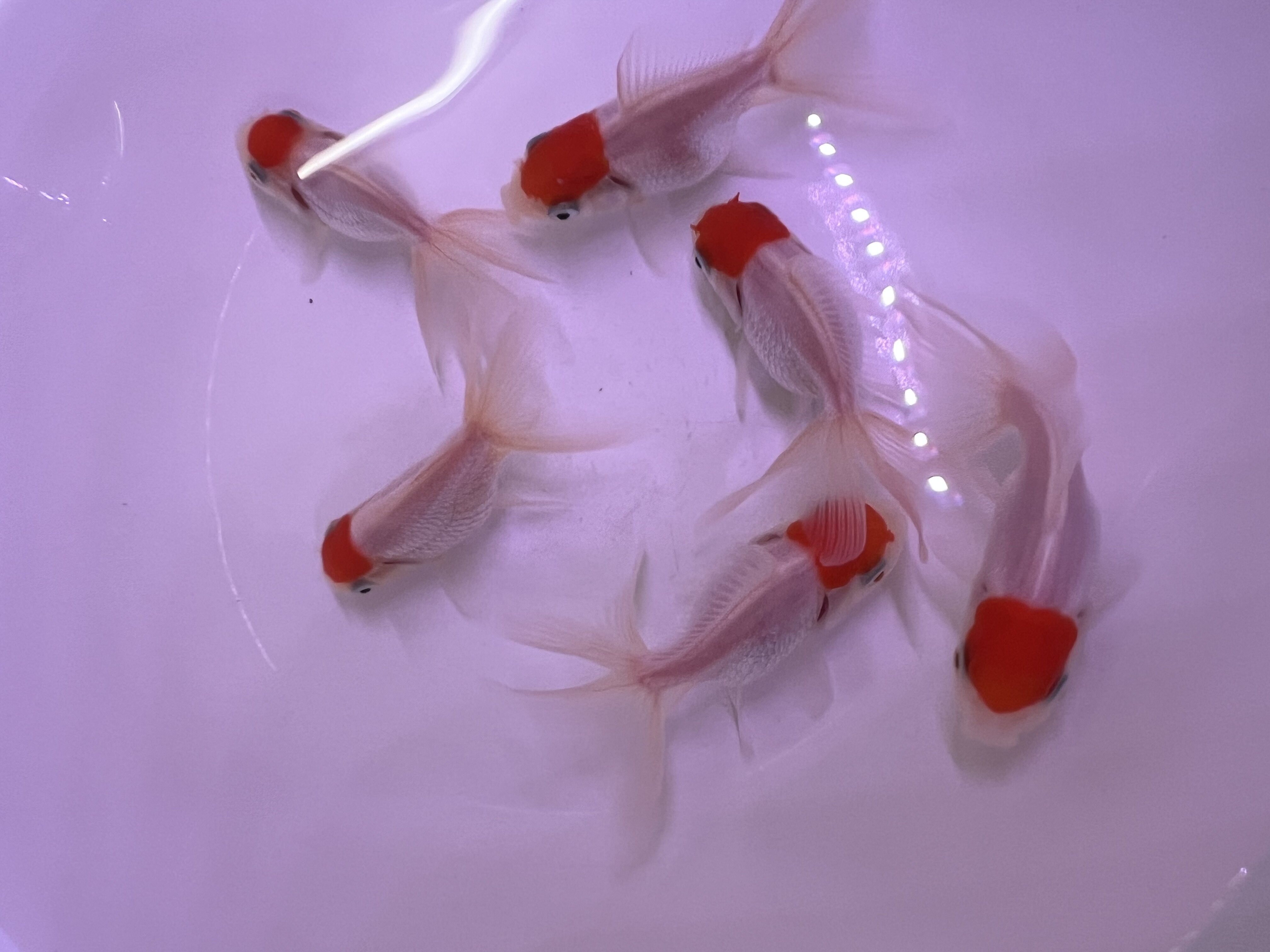 [LIVE FISH] Red Cap Oranda Goldfish 1INCH+ Lazada